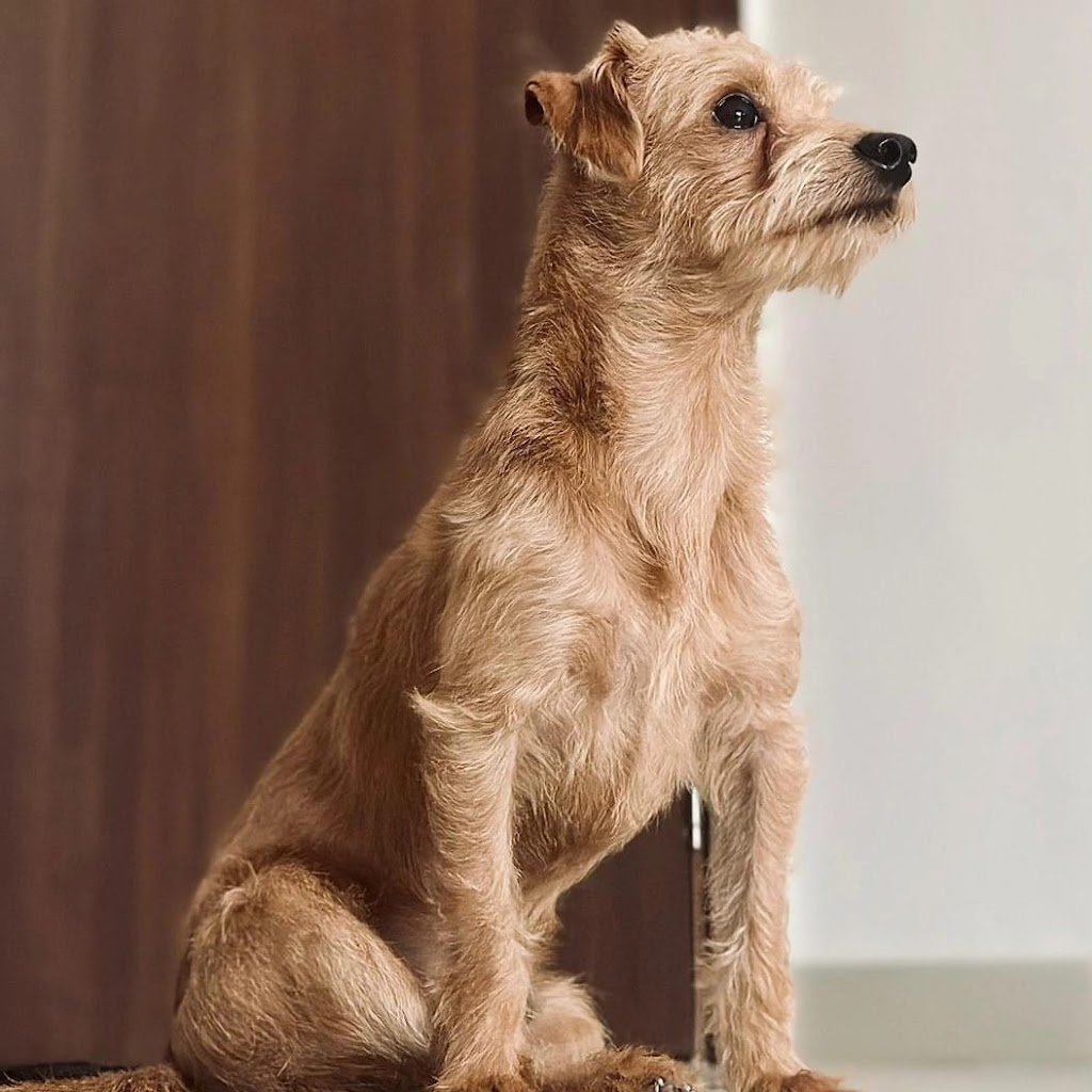 Tales from the doggie mama diaries.